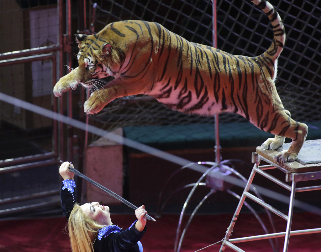 Hormis les tigres, plus de 1100 animaux appartenant à une quarantaine d'espèces seront interdits dans les cirques.