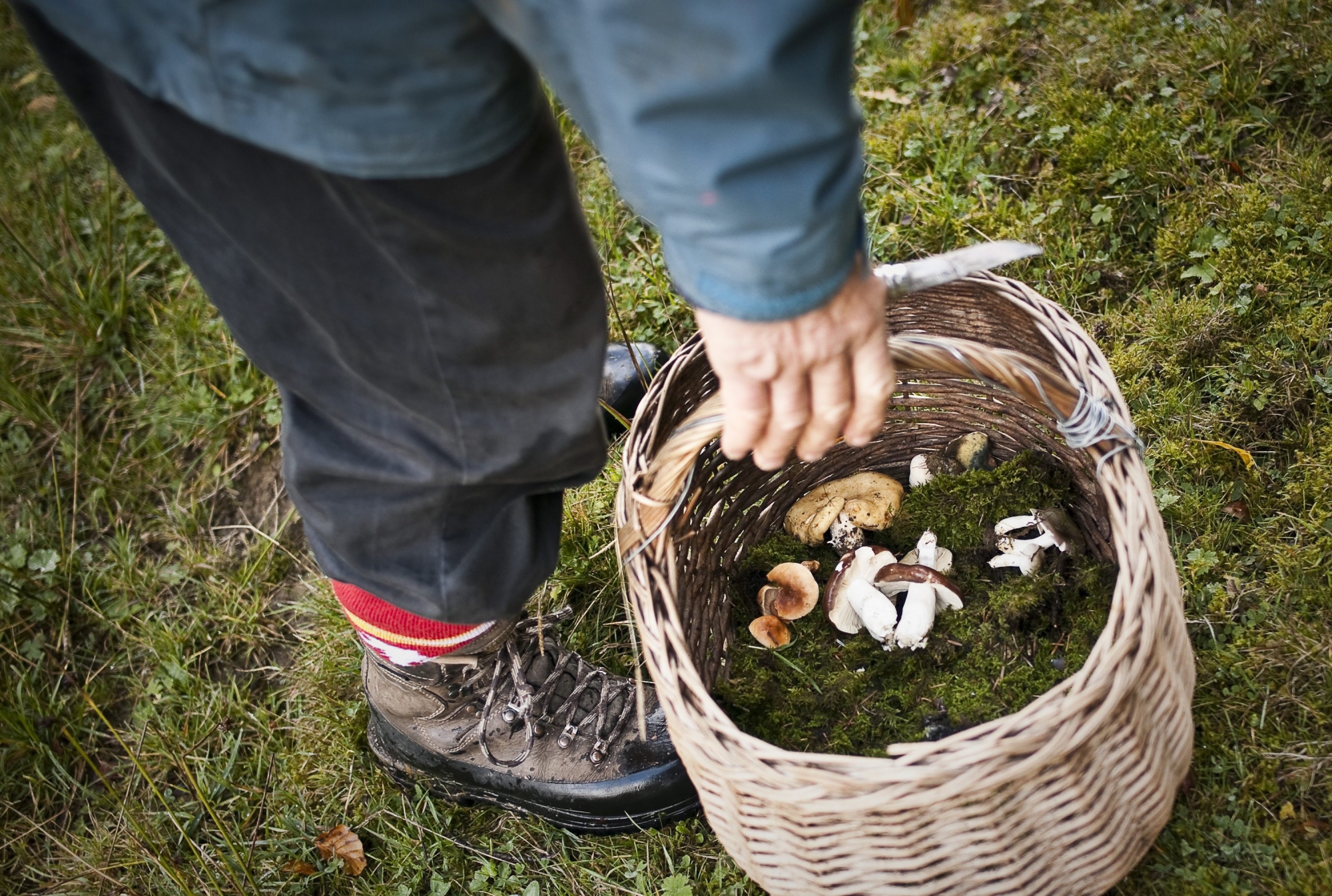 Bolets et chanterelles peuvent parfois être eux aussi impropres à la consommation.