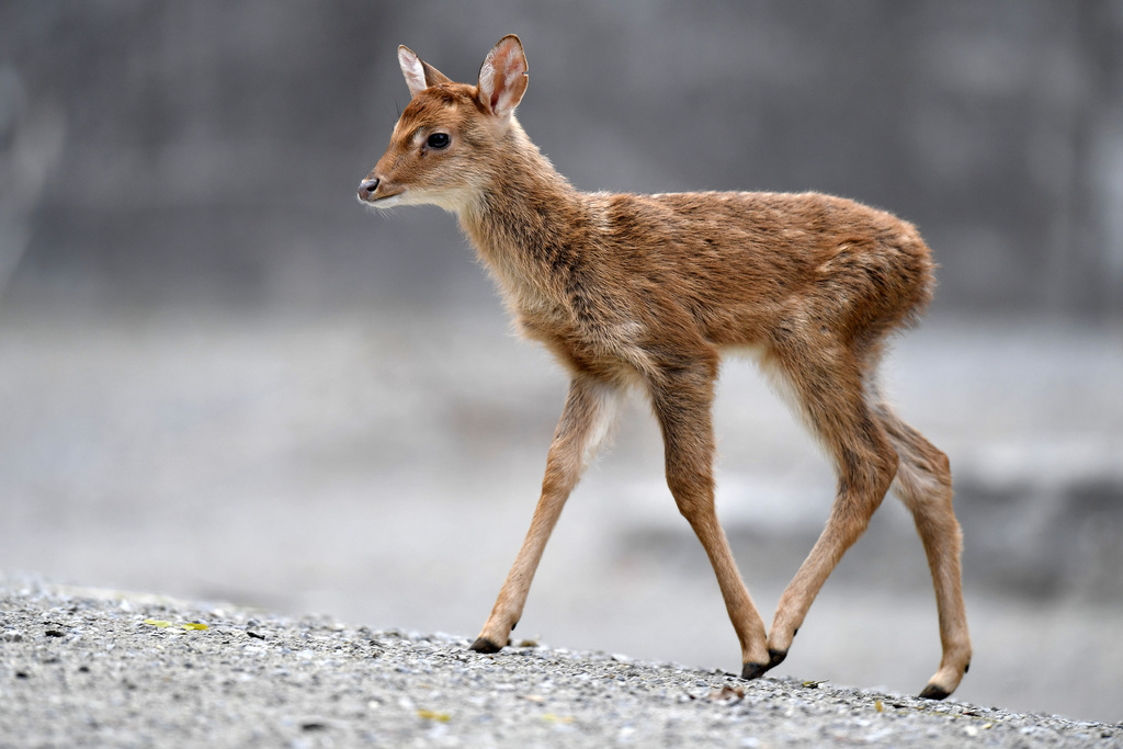 Le cerf d'Eld est né lundi dernier, a communiqué mercredi le zoo zurichois.