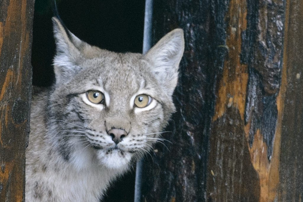 Le lynx a pu survire grâce aux carcasses déposées pour lui par les garde-faune (illustration)