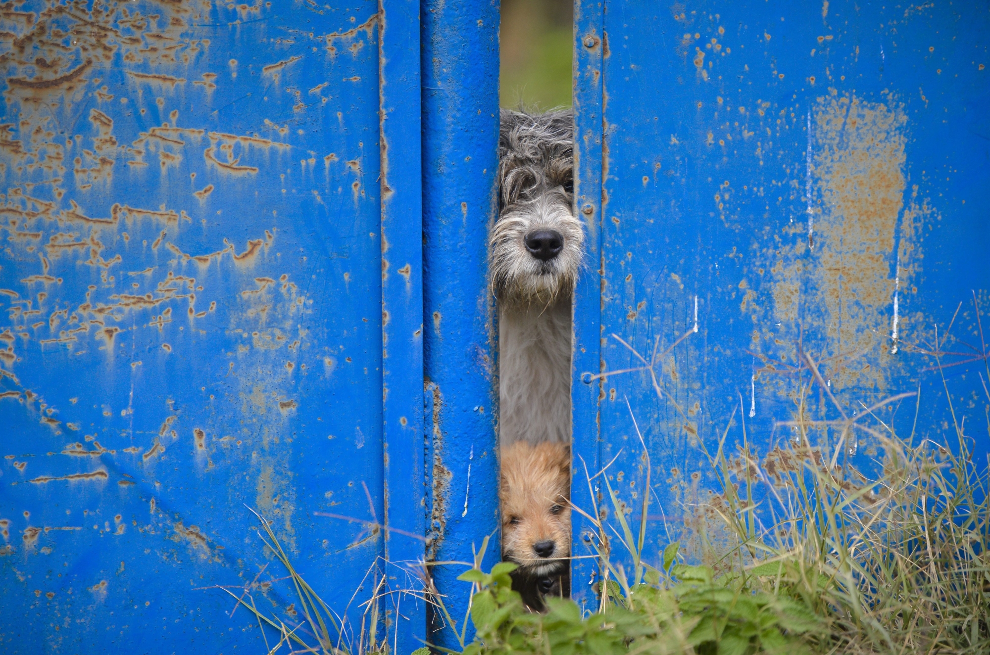 Le vétérinaire cantonal neuchâtelois prononce chaque année une dizaine de décisions de séquestre d'animaux maltraités.