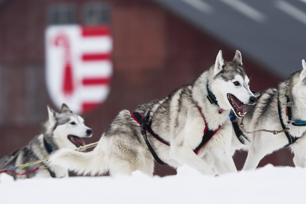 Les plus de 800 chiens, des huskies, des malamutes d'Alaska ou des samoyèdes, pourront s'élancer sur plusieurs distances.