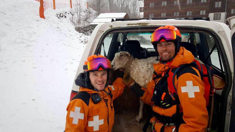 Le propriétaire, dont le troupeau passe l'été dans ce secteur du massif des Aravis, n'avait pas réussi à la ramener dans la vallée à l'automne, et il n'avait pas prévenu les secours.