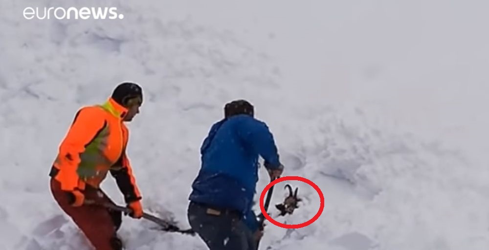 L'animal a été accidentellement enseveli par le chasse-neige du train.