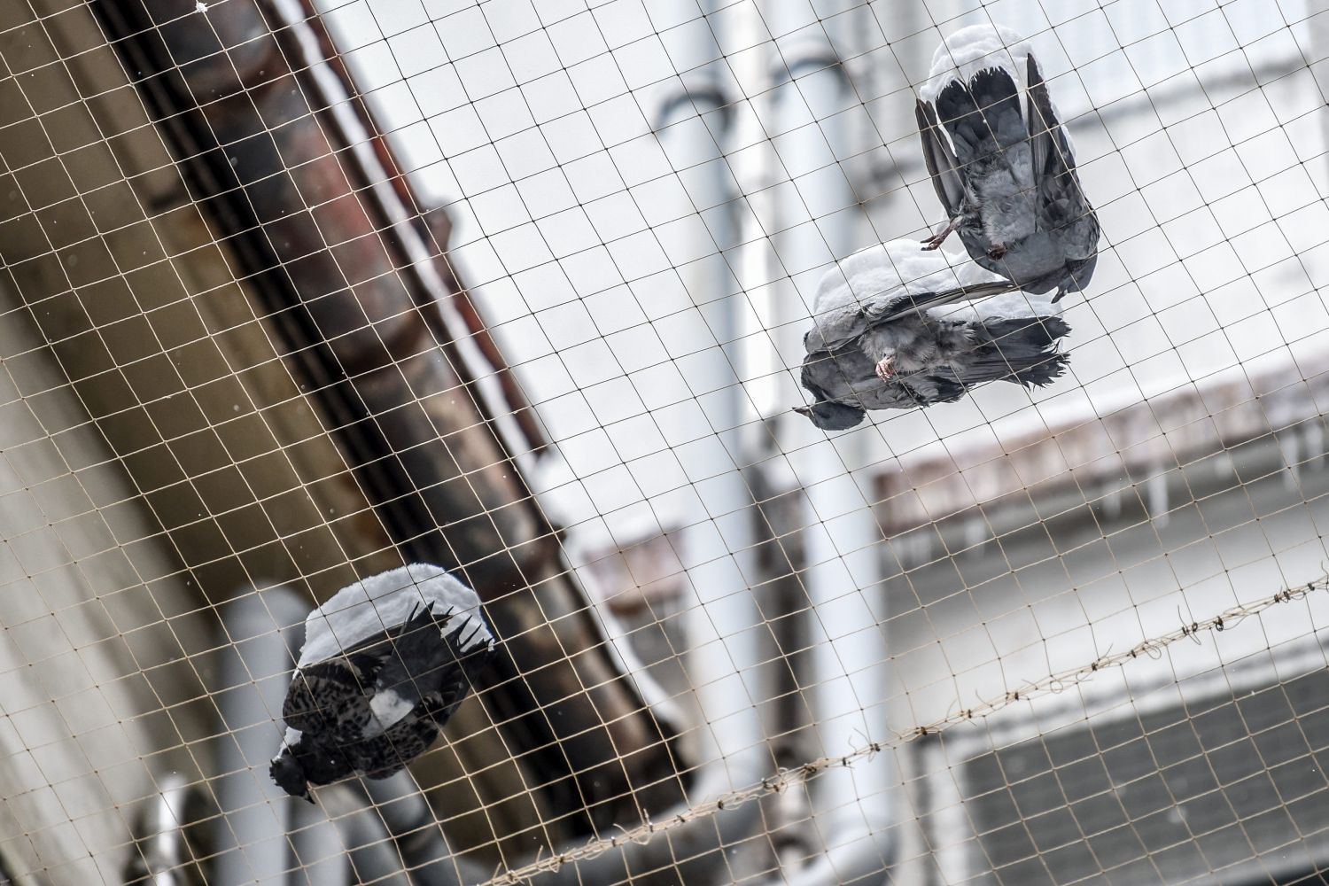 Des dizaines de pigeons sont morts depuis le début de l'année à La Chaux-de-Fonds. Archives: Christian Galley
