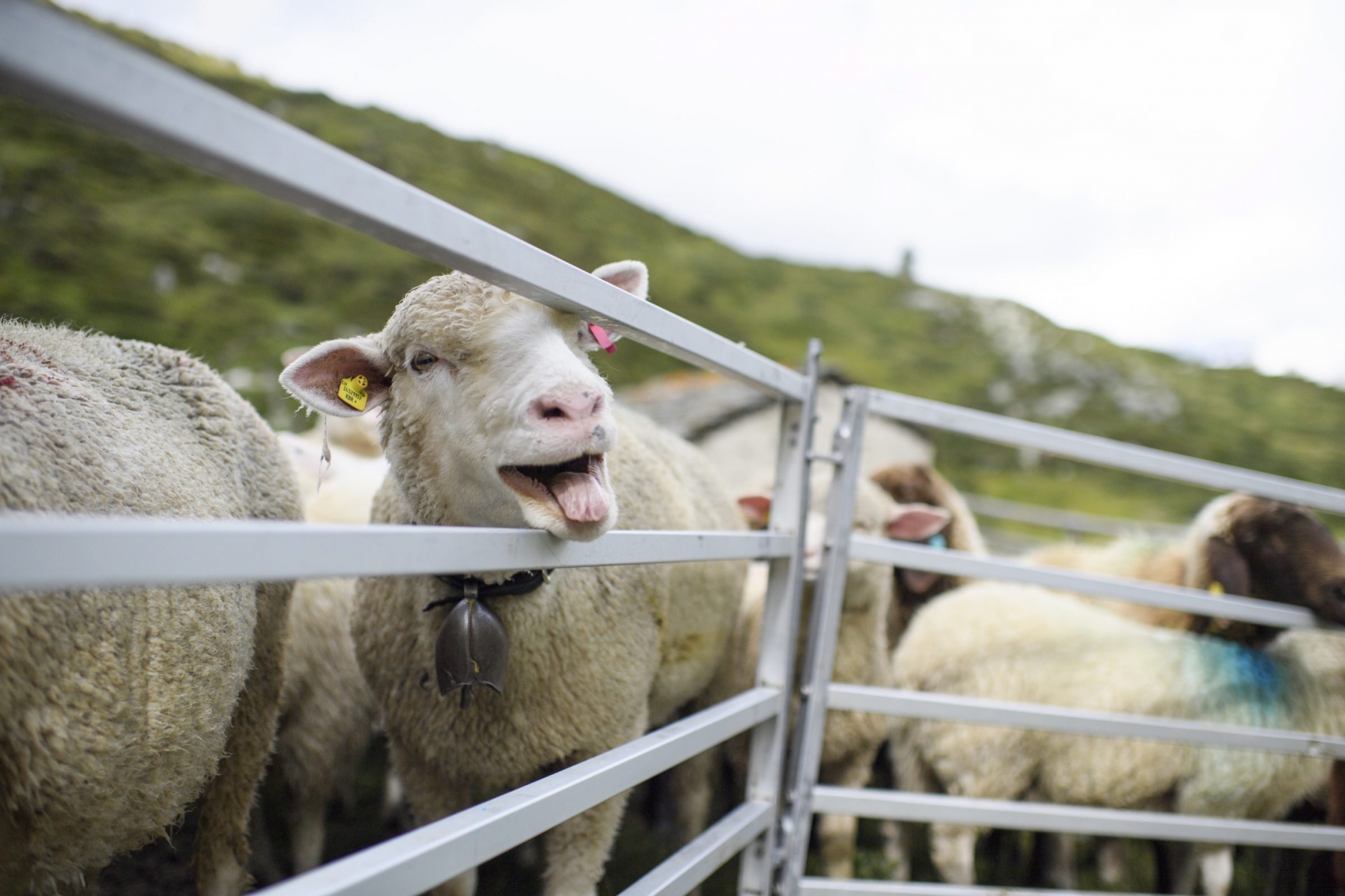 Selon le Ministère public, les procédures judiciaires pour des actes à motivation sexuelle sur un animal sont peu fréquentes.