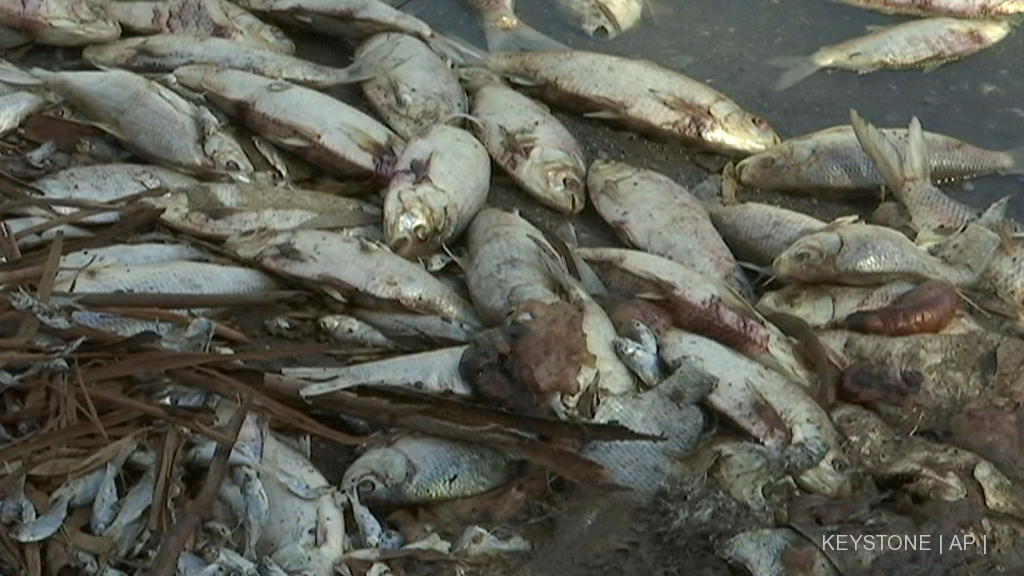 Plus d'un million de poissons sont morts en raison de cette vague de chaleur.