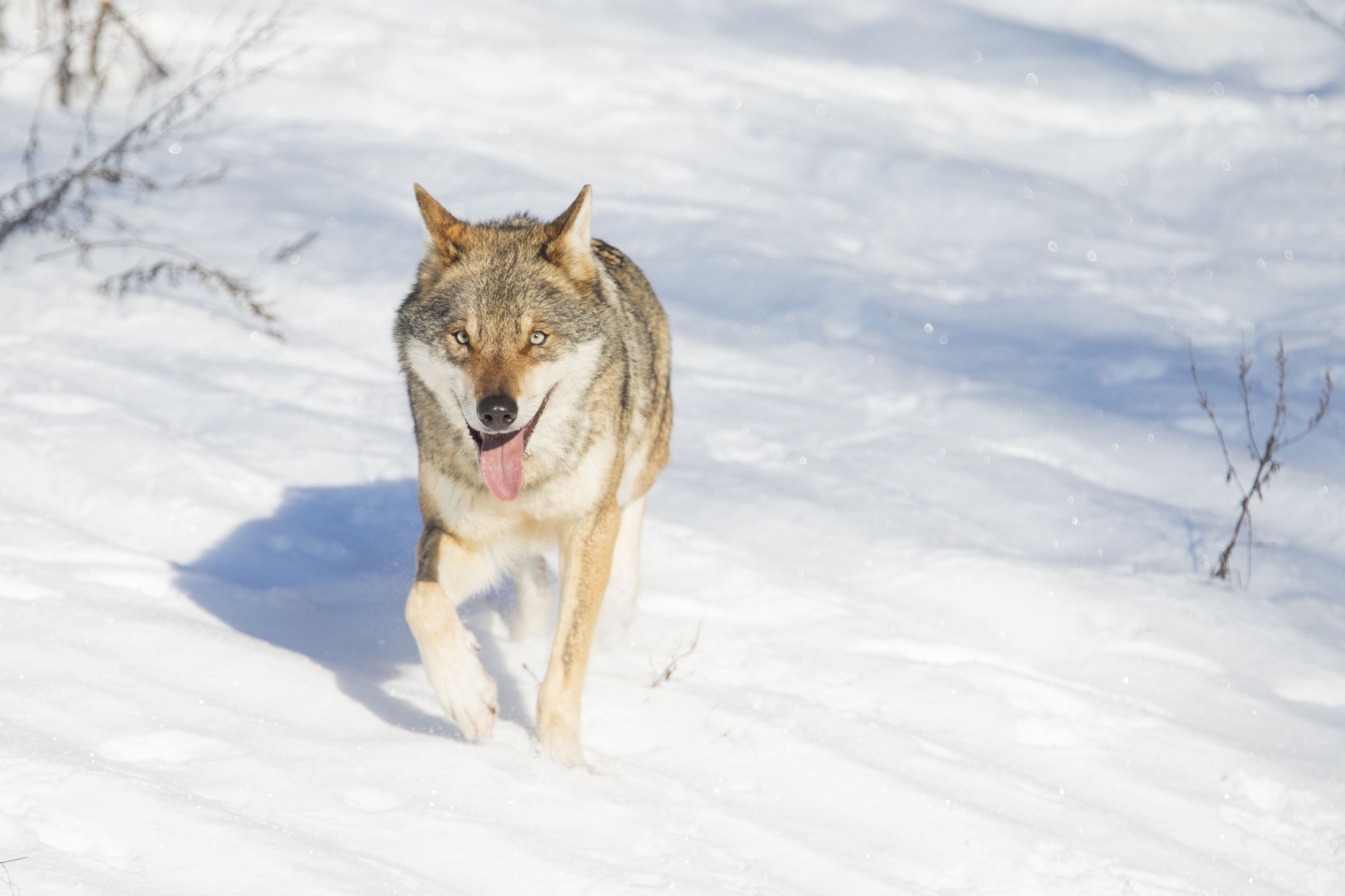 Un loup a été victime d'une arme à feu dans le Haut-Valais.