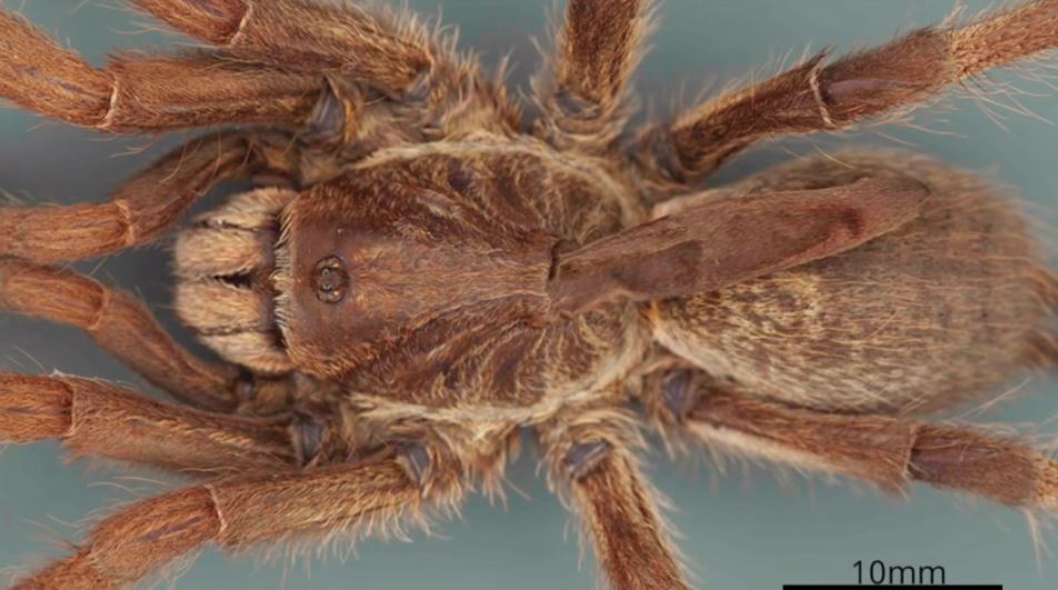 Ce nouveau type de mygale a été découvert au cours d'une campagne scientifique de recensement de la biodiversité menée en 2015-2016.