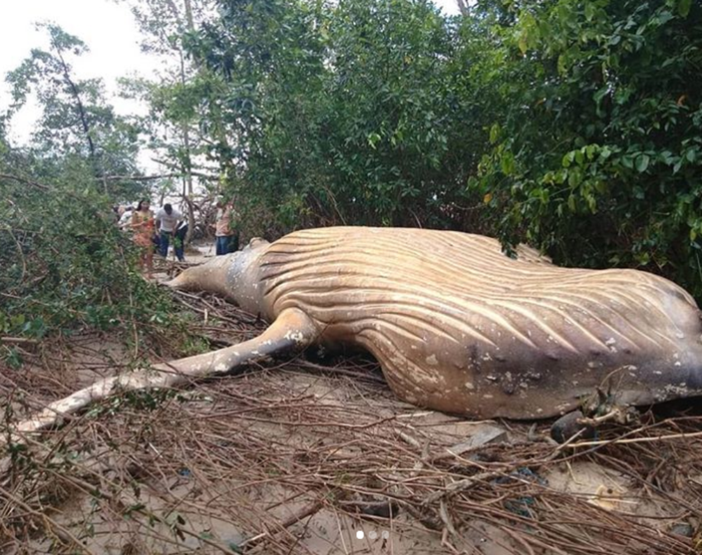 Des biologistes brésiliens essaient de comprendre comment la baleine à bosse a échoué dans une forêt située à proximité du delta de l'Amazone.