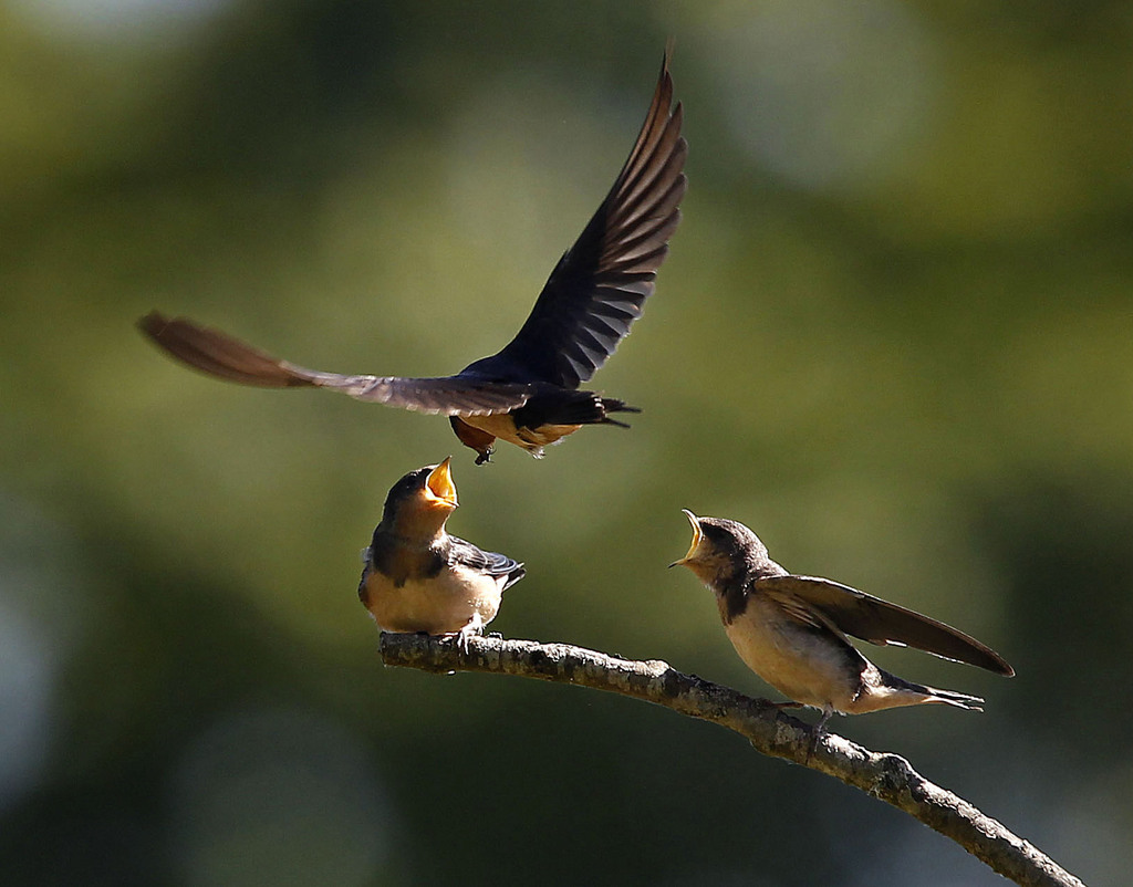 Les oiseaux migrateurs parcourent chaque année des milliers de kilomètres.