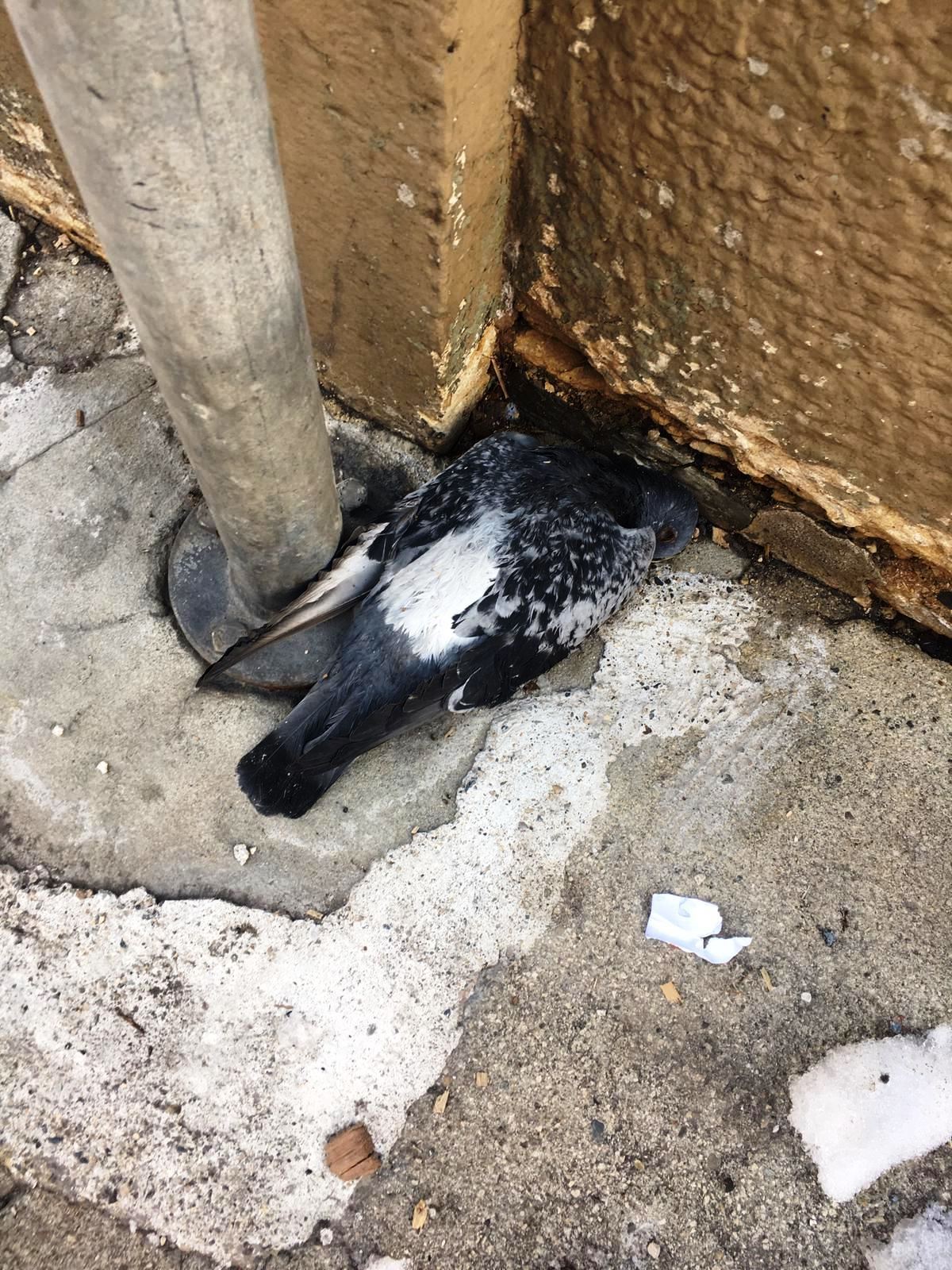 Un pigeon mort sur la rue de Versoix à la mi-janvier.