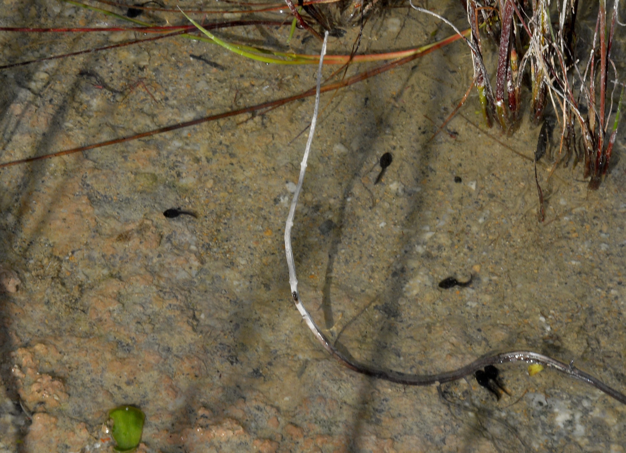 Selon la pétitionnaire, les carpes, en surpopulation, décimeraient la population de grenouilles, en s’en prenant aux têtards.