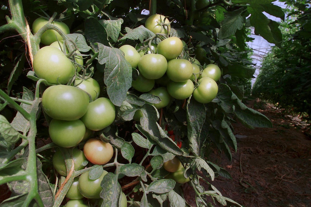 La mouche blanche détourne à son avantage les signaux chimiques des défenses naturelles de la tomate.