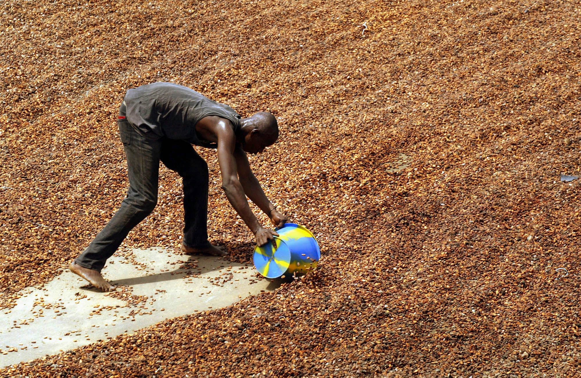 A worker shovels up cocoa beans after they have been dried in the sun, ready to be put into into sacks for export, in Guiglo in western Ivory Coast Tuesday, April 6, 2004. Competition over land to grow cocoa, the key ingredient in chocolate, is fueling a cycle of ethnic violence in Ivory Coast, the world's largest producer where 40 percent of global supply is harvested. (KEYSTONE/AP Photo/Ben Curtis) ELFENBEINKUESTE KAKAO PLANTAGE