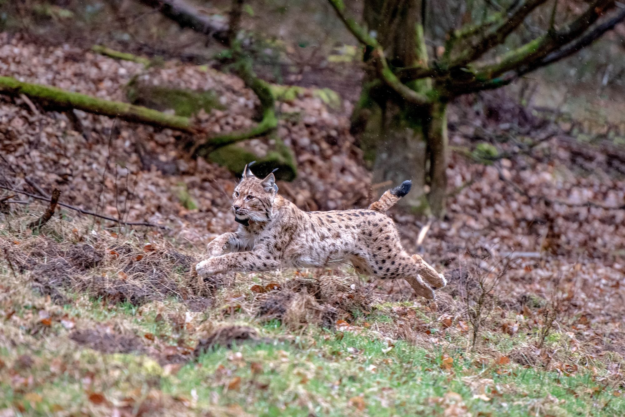 Le lynx capturé fin février dans le Val-de-Travers a été relâché en Allemagne.