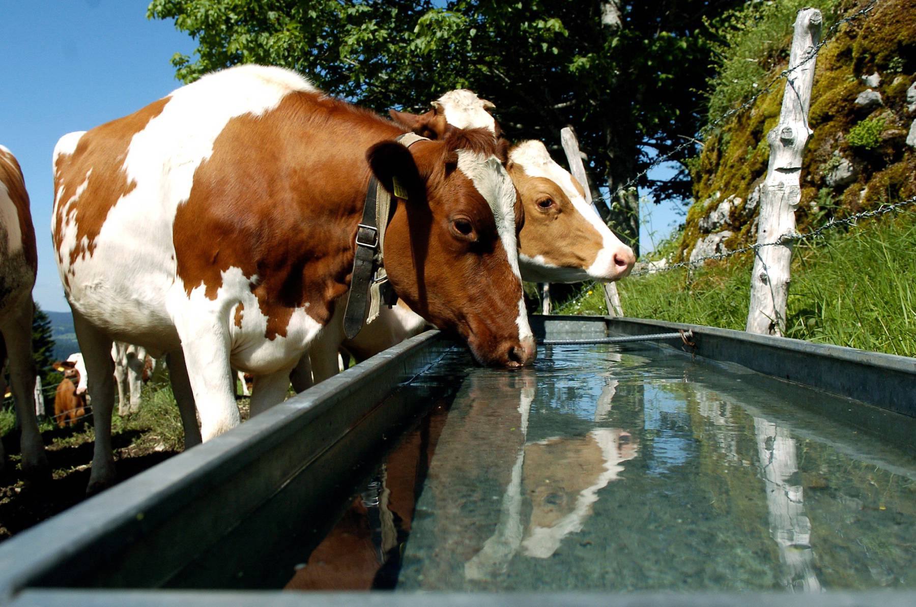 De nouvelles installations pourraient être nécessaires pour abreuver le bétail en été dans le canton de Neuchâtel.