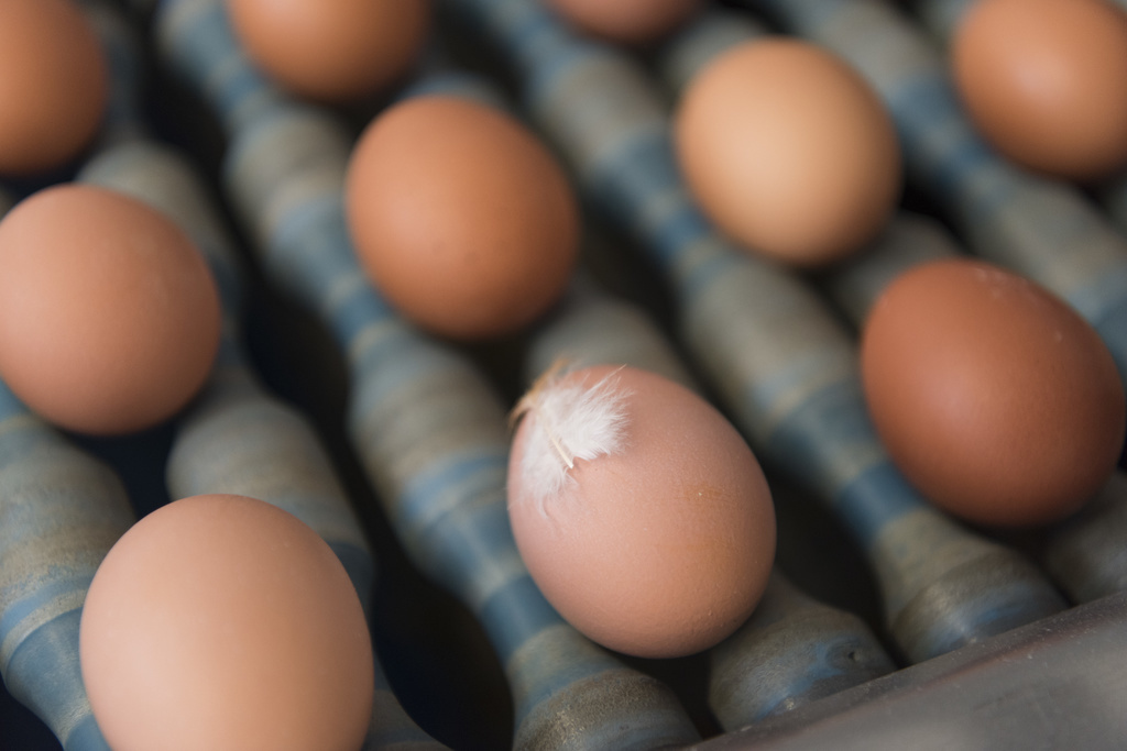 Les habitants de la Suisse ont consommé en tout 1,545 milliard d'œufs en 2018.