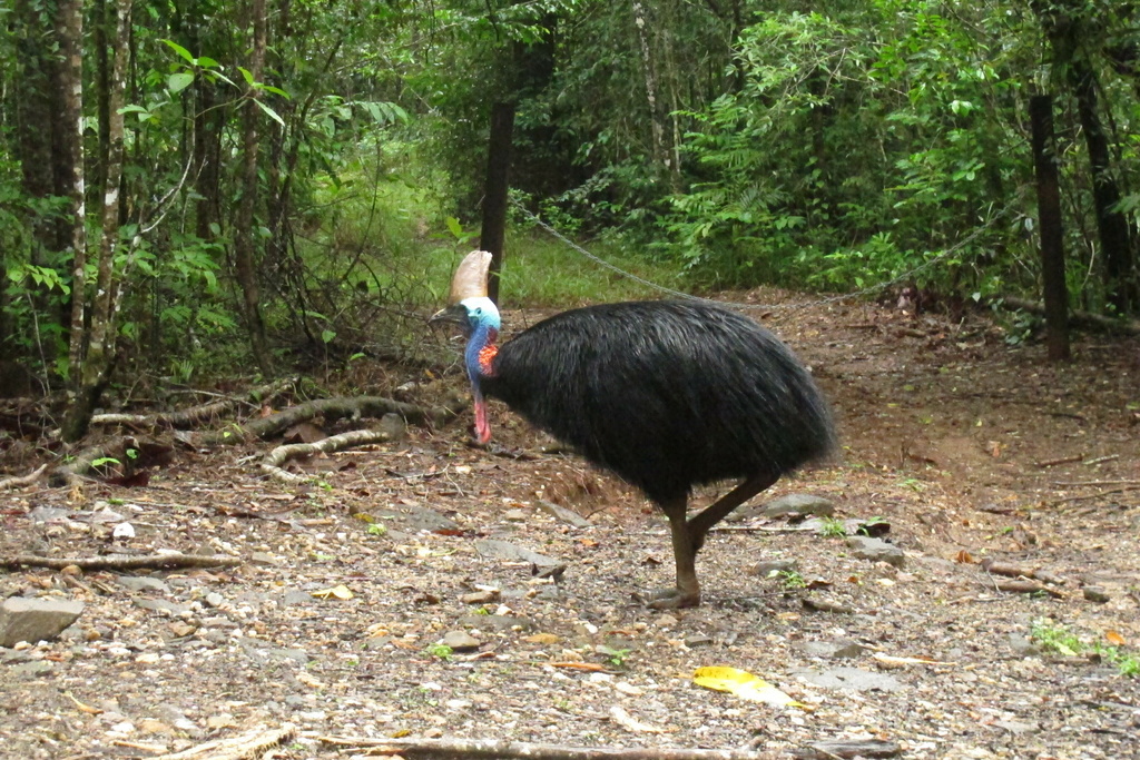 L'oiseau peut atteindre 76 kg et peut courir jusqu'à 50 km/h.