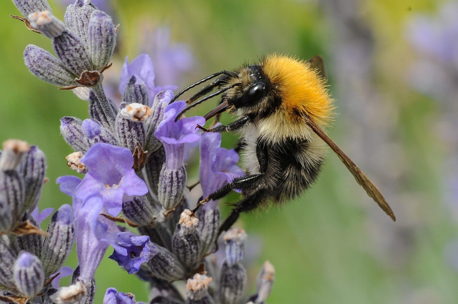 Un canton sans pesticides pour favoriser les pollinisateurs? 