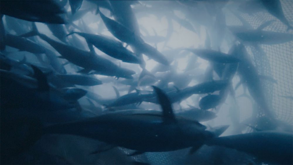 L'association Sea Shepherd veut sensibiliser le public à la problématique de la surpêche.