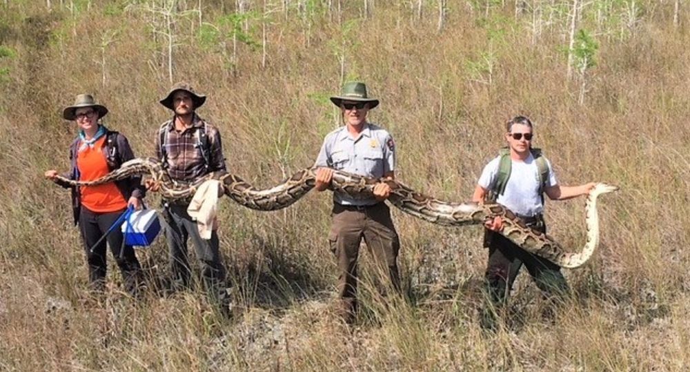 Il s’agit du plus grand python découvert dans la réserve nationale de Big Cypress, en Floride.