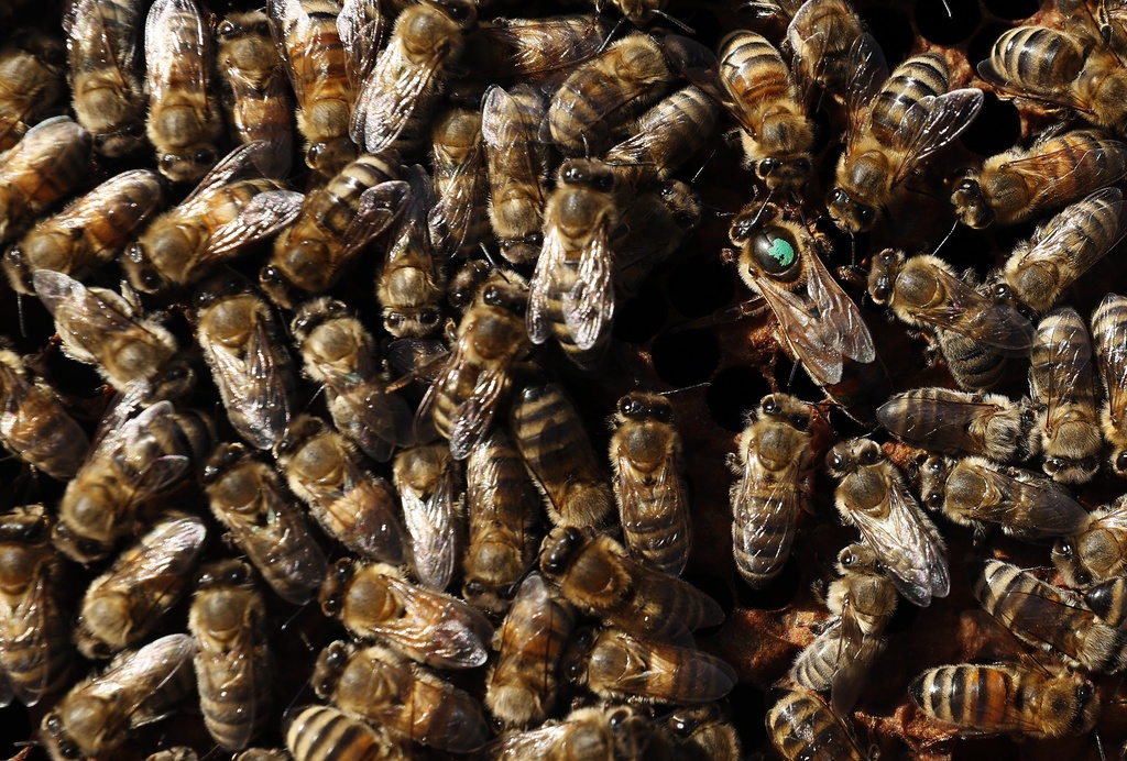 Les chevaux ont été attaqués par plusieurs essaims d'abeilles.