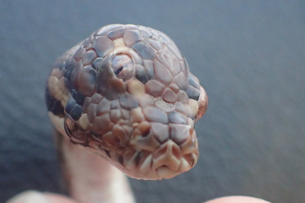 L'animal avait été trouvé fin mars non loin de Humpty Doo, petite ville du Territoire du Nord australien située à environ 40 km de Darwin.