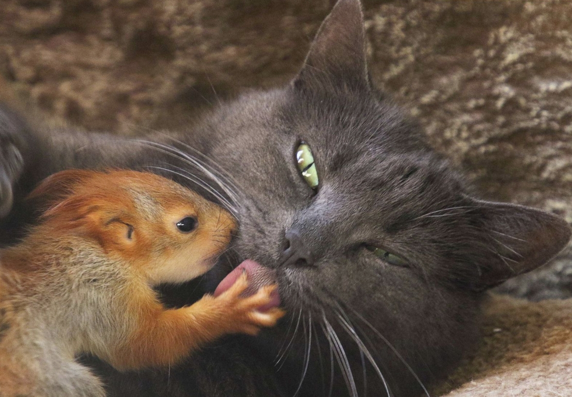 Les petits écureuils n'ont plus du tout peur de leur mère adoptive!