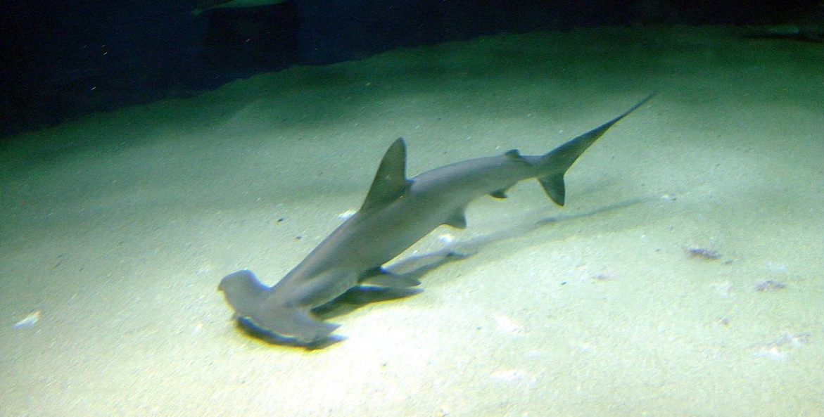 Arrivé d'Australie il y a huit ans, le requin mort jeudi ne s'alimentait plus depuis trois semaines et avait été placé en observation à l'écart des visiteurs.