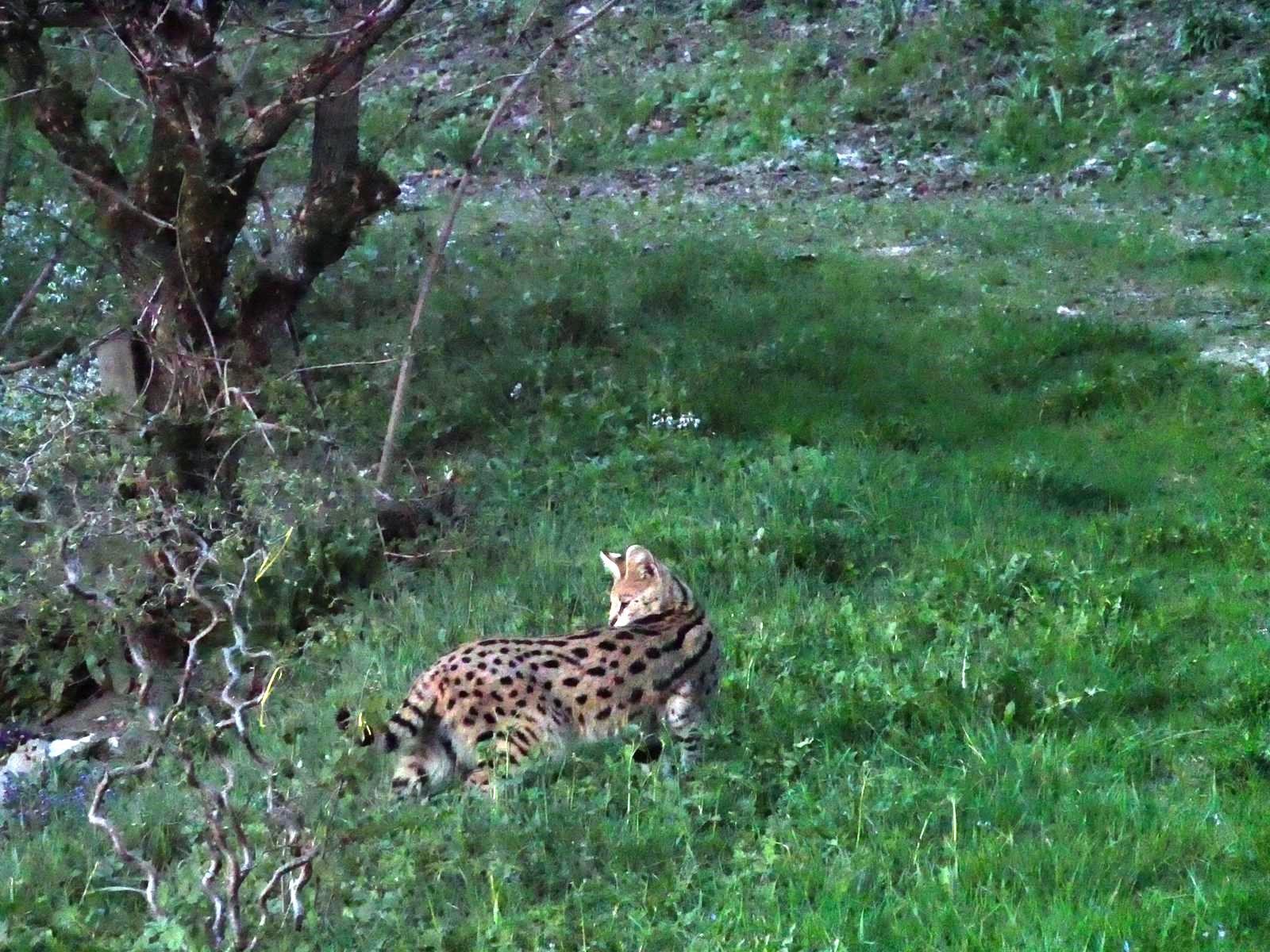 Le serval a été capturé dans un champ près de Wenslingen.