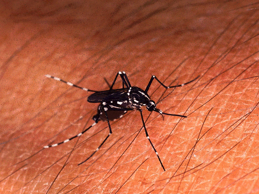 Des scientifiques espèrent diminuer l'envie de ces moustiques de piquer les humains. (illustration)