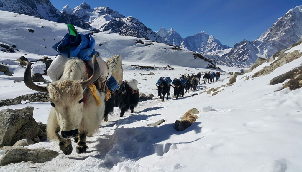 Les yaks représentent l'une des principales ressources de la région du Sikkim, dans l'Himalaya. (Illustration)