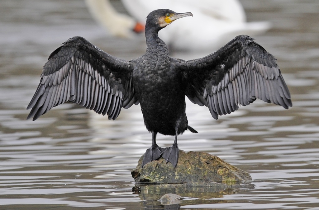 Aucune mesure de régulation n’est possible dans les colonies de cormorans avant le début de la reproduction. 