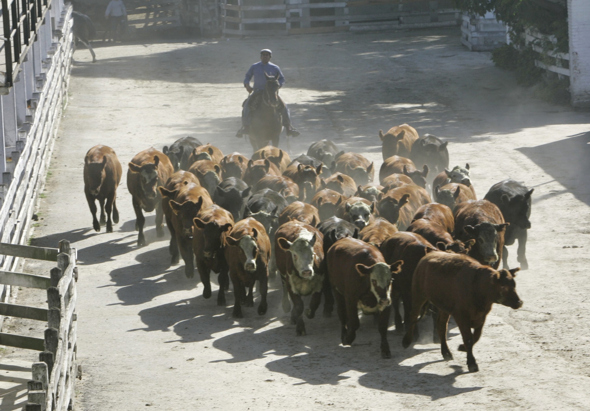 An urban cowboy uses his horse to herd cows from weight scales to auction pens at a livestock market on the outskirts of Buenos Aires, Argentina,  Friday, March 10, 2006. President Nestor Kirchner, in his government's most drastic inflation-fighting step yet, has imposed a six-month suspension on beef exports by Argentina, the world's fifth-largest producer and a big supplier to Russia and the European Union.  The 180-day suspension in beef exports announced by Argentine Economy Minister Felisa Miceli Wednesday became official Friday when she signed a short resolution outlining its basic conditions and exemptions. (AP Photo/Eduardo Di Baia) ARGENTINA MEAT EXPORTS