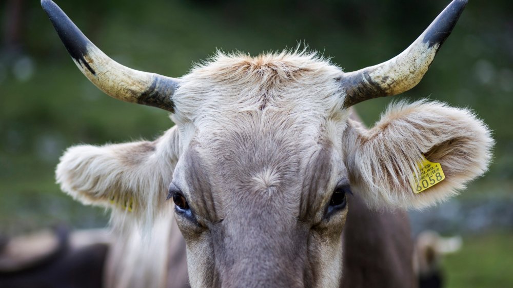 Le label de la corne H()H vise à stopper l’écornage des vaches et à soutenir les paysans qui choisissent la dignité de l’animal avant sa rentabilité. (Illustration)