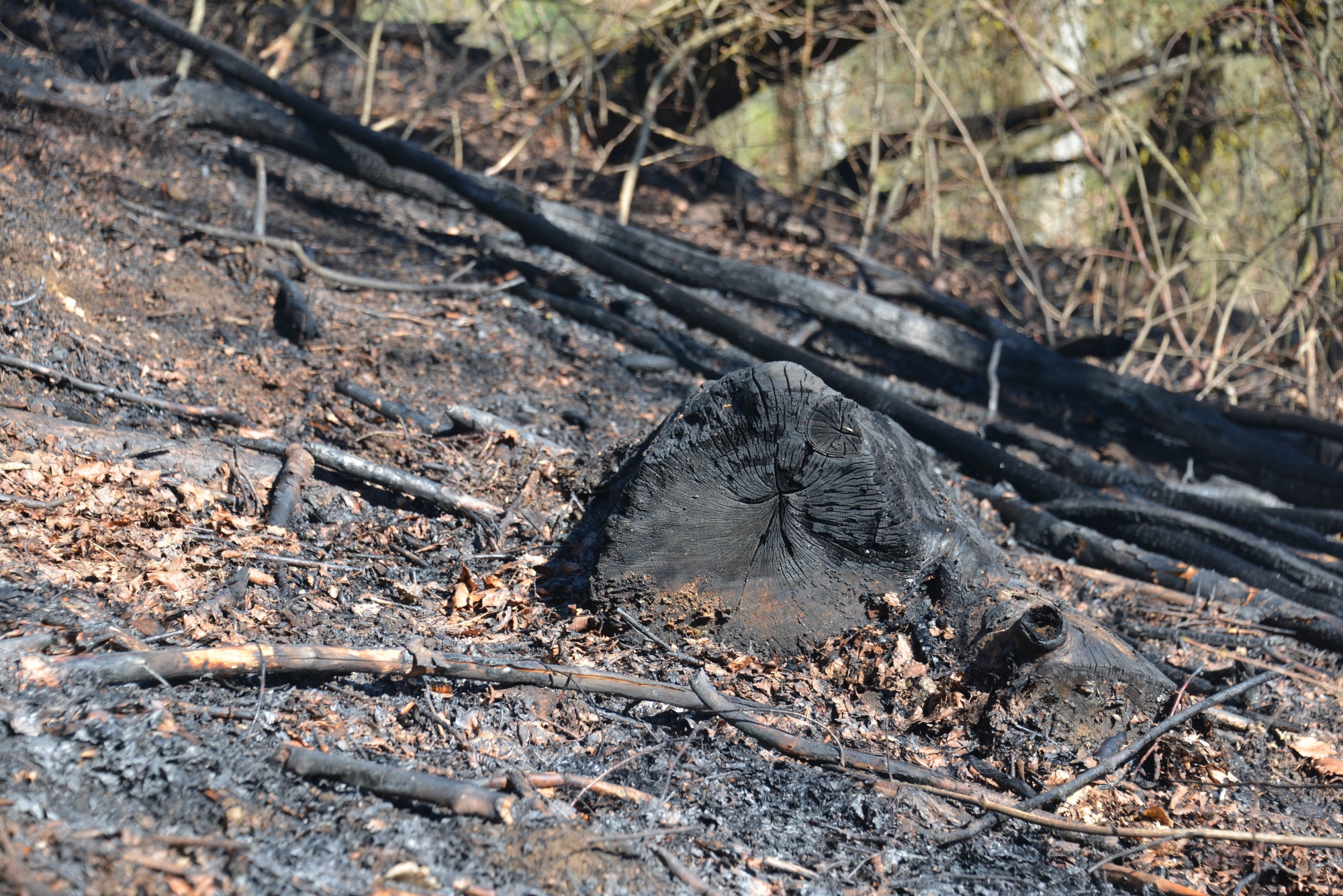 Le sol de la forêt, après l'incendie du 18 avril 2018.