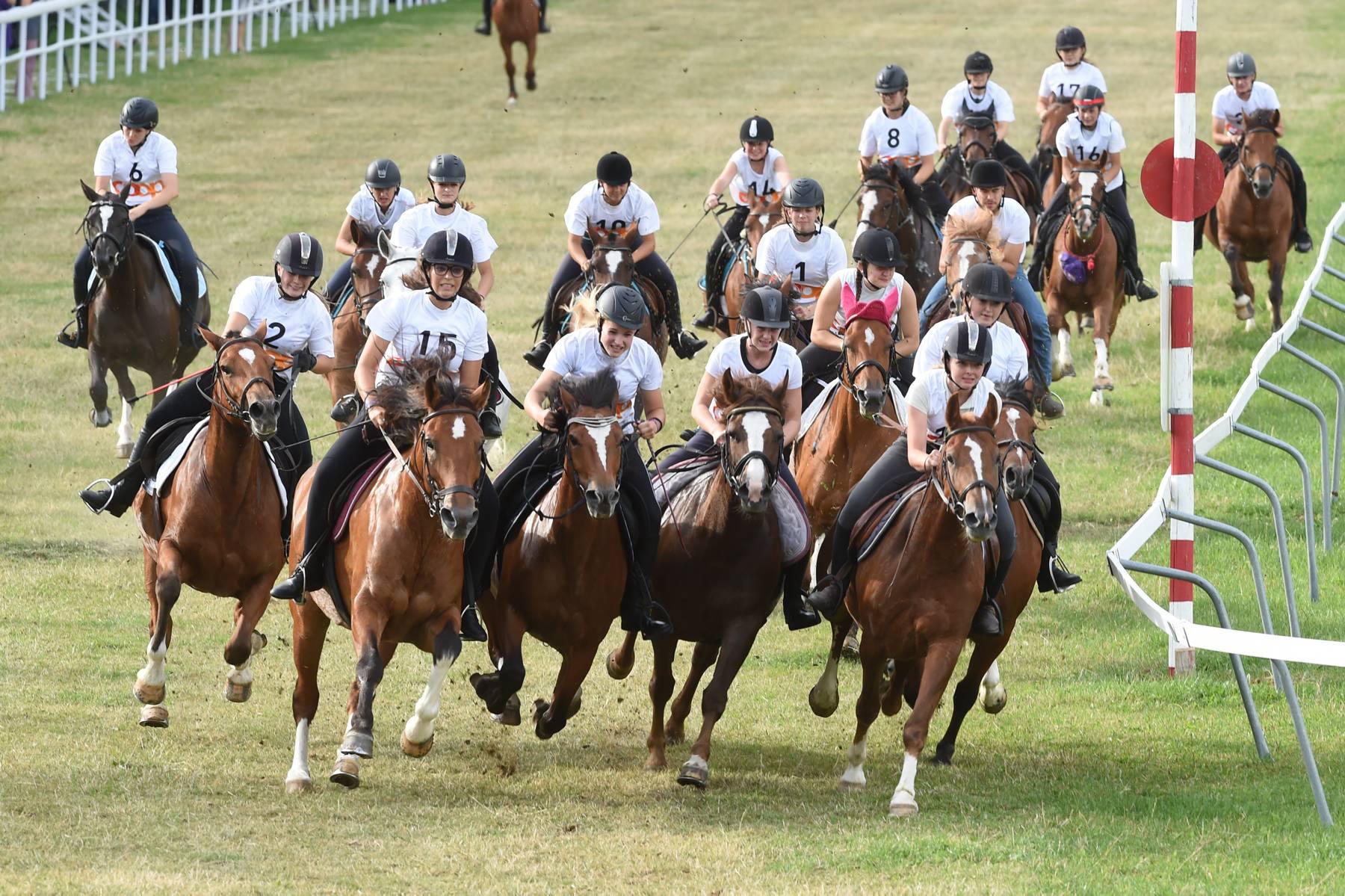 Marché-Concours national de chevaux de la race franches-montagnes: une course du vendredi soir 9 août 2019.