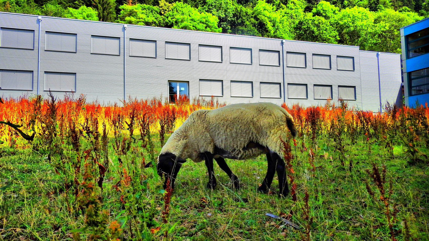 Les moutons seront de retour au collège de la Fontenelle, à Cernier, cet automne, une fois que le rumex aura été éradiqué.