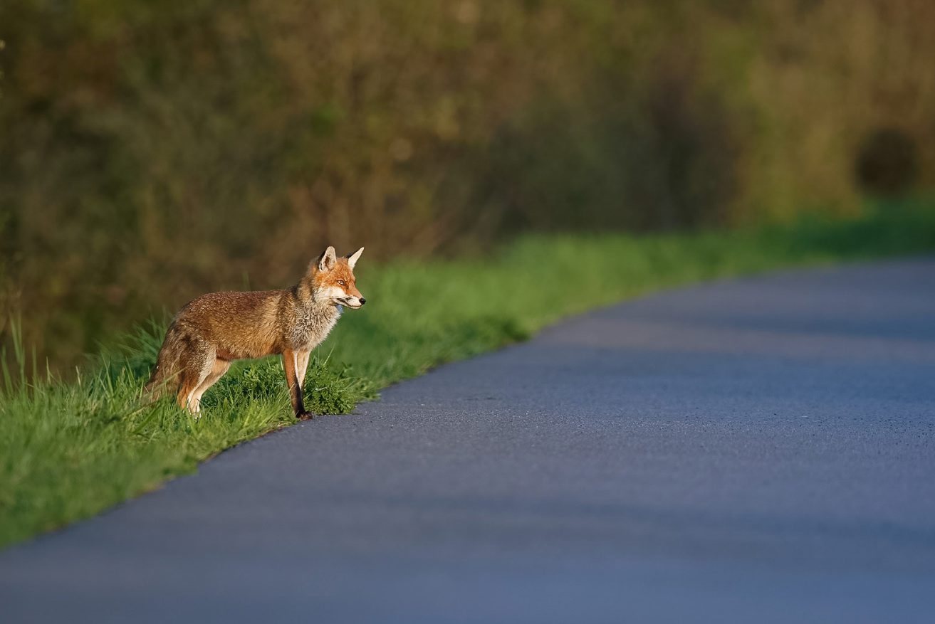 L’activité humaine, un obstacle pour la faune.