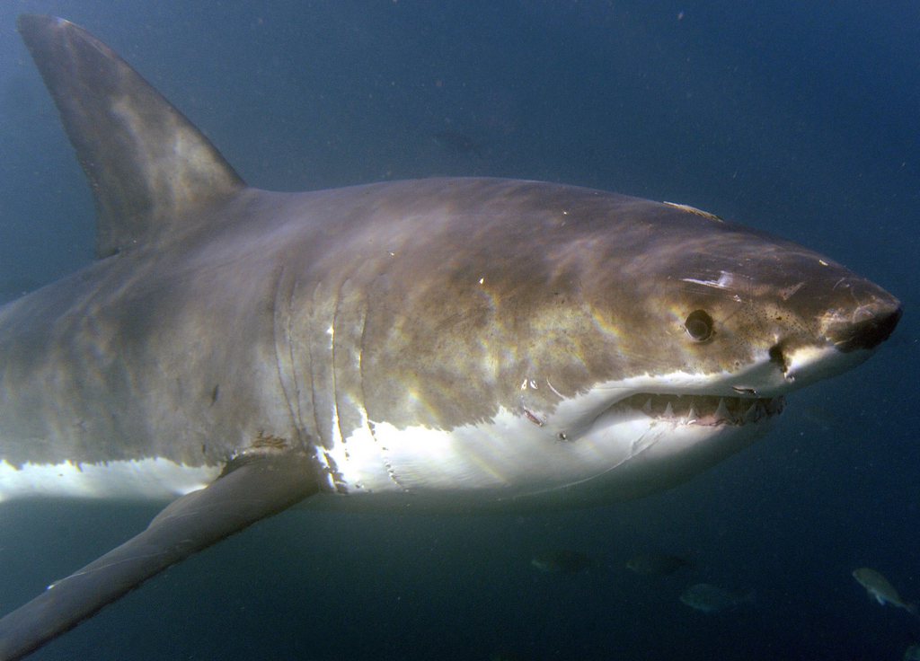 Les attaques de requins sont rares en Nouvelle-Zélande.