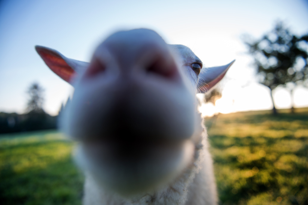 Des moutons seront mis en pâture pour éviter de tondre le gazon trop régulièrement.