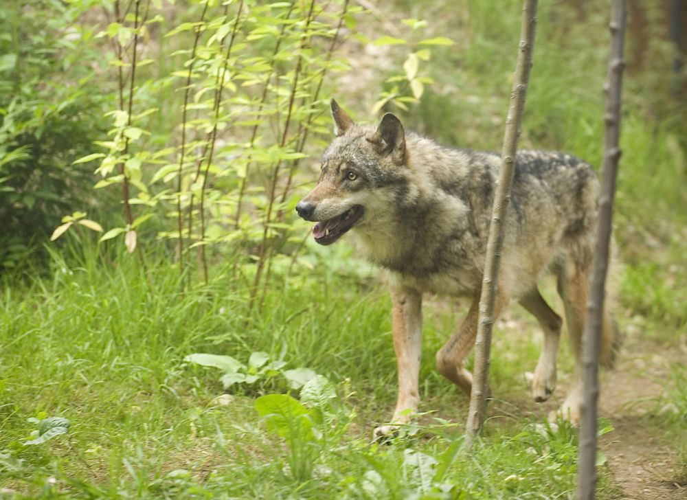 Un référendum a été lancé contre la nouvelle loi sur la chasse. Celle-ci facilite l'abattage du loup.