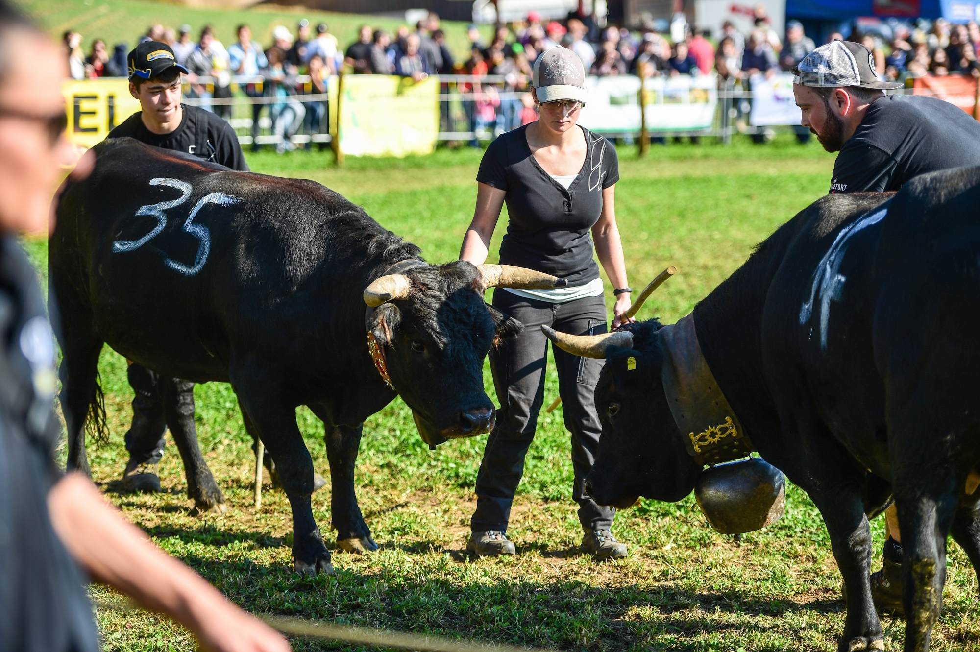 Rochefort vivra au rythme des vaches d'Hérens ce samedi, comme ici en 2017.