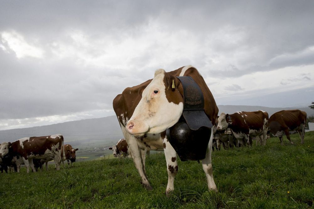 "Le problème n’est pas vraiment du ressort des paysans mais de la pollution que produisent les vaches", estime l'universitaire Alain Naef.