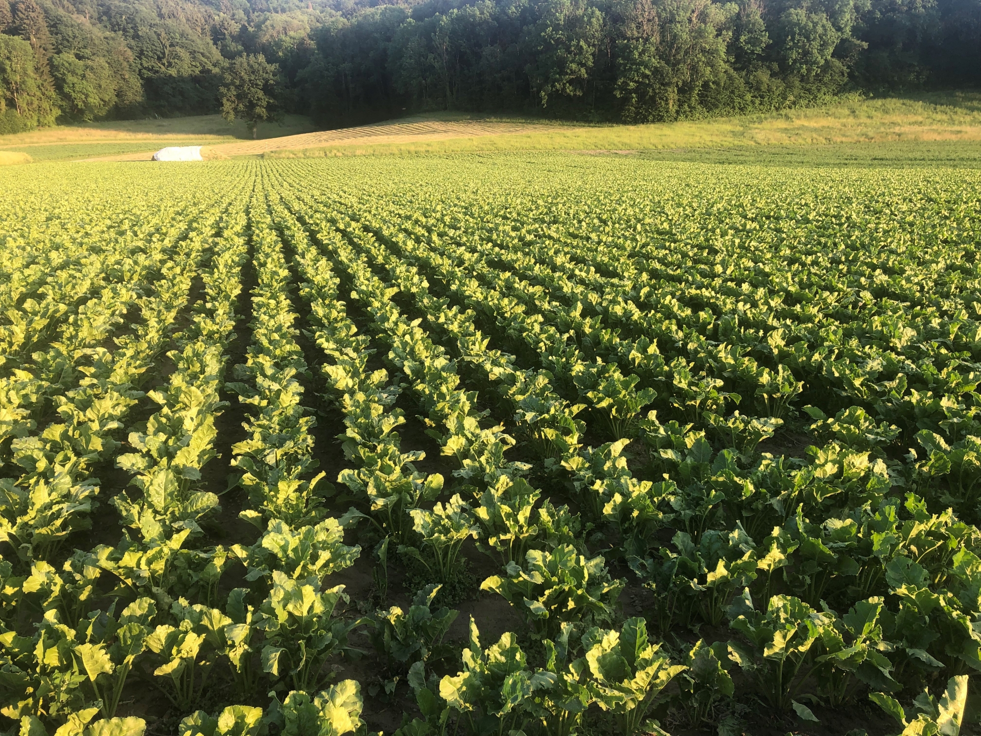 Dans le canton de Neuchâtel, aucune surface de betteraves sucrières n'est cultivée en bio.