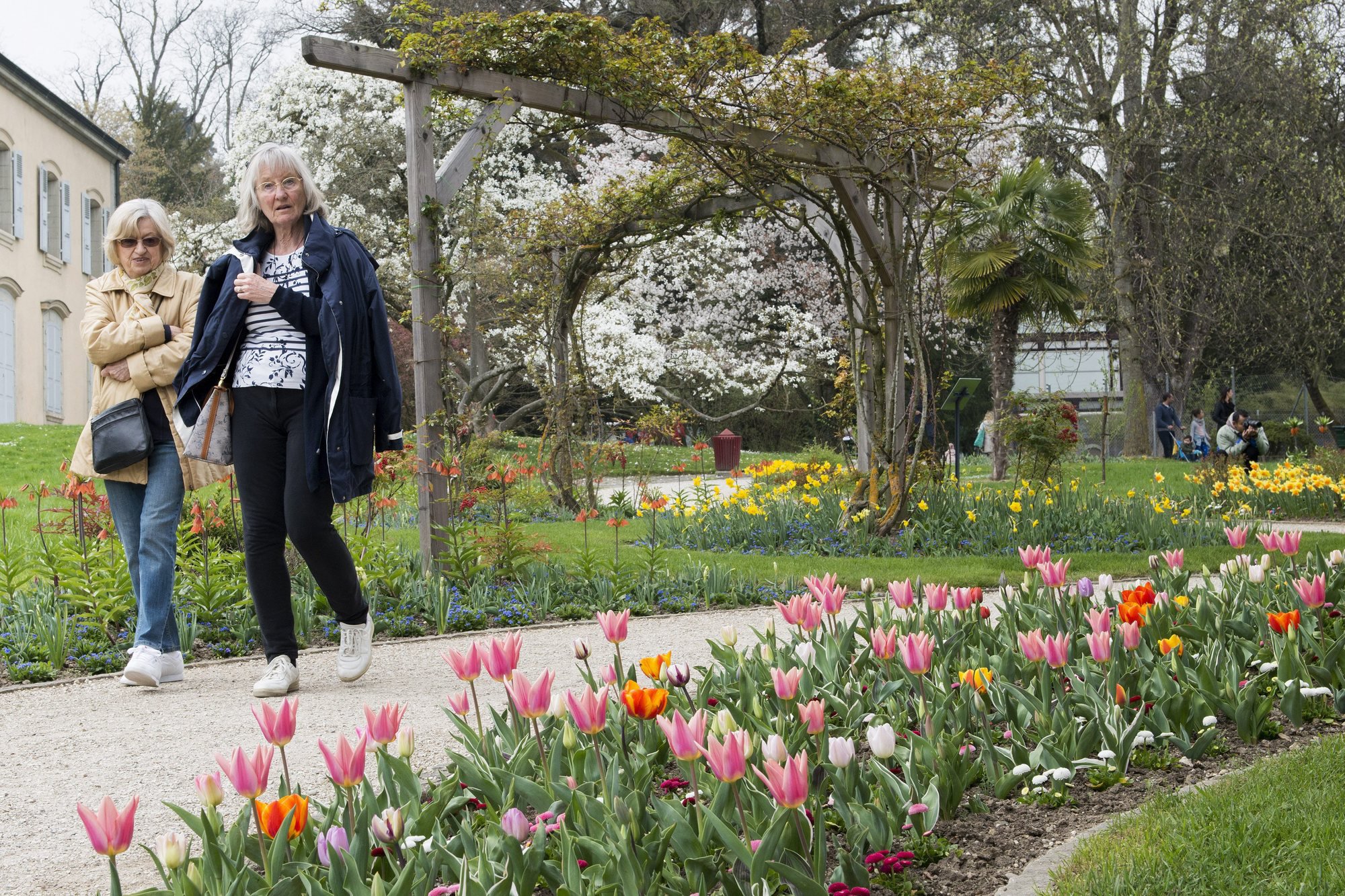 La Ville s'apprête à planter 1600 tulipes roses et blanches.
