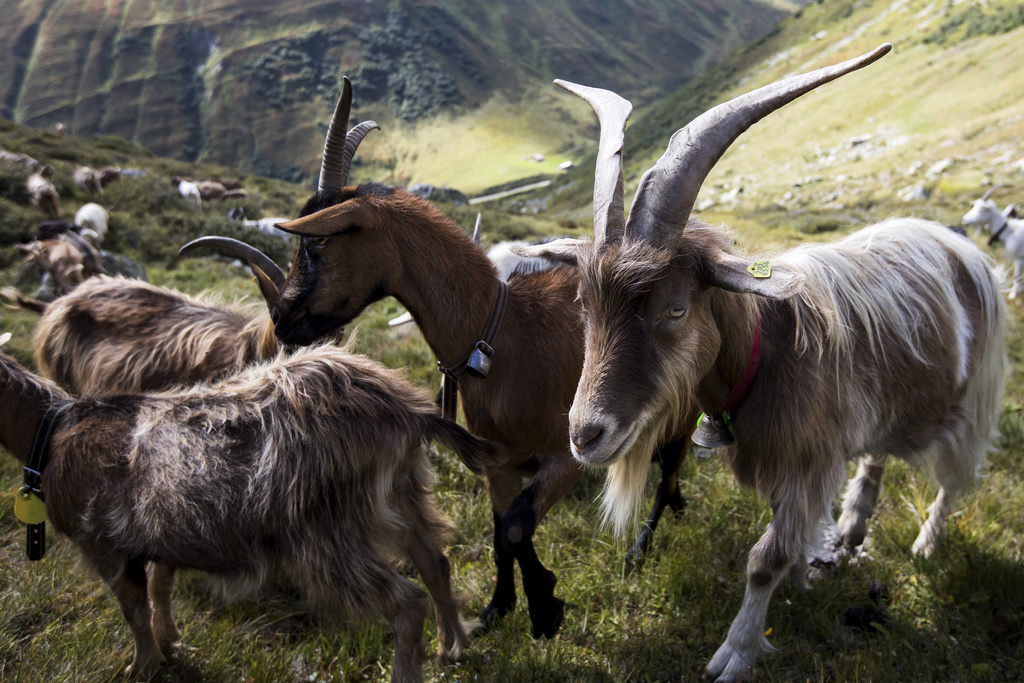 La paratuberculose s'attaque principalement aux chèvres et aux bovins. (illustration)