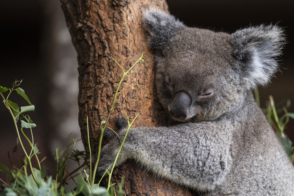 Quand les koalas se retrouvent pris au milieu des flammes, ils grimpent jusqu'au sommet d'un arbre et se mettent en boule.