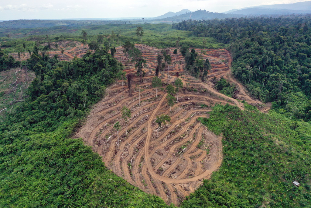En Indonésie, le bilan carbone et la perte de biodiversité de la déforestation causés par la culture de l'huile palme posent de gros problèmes.